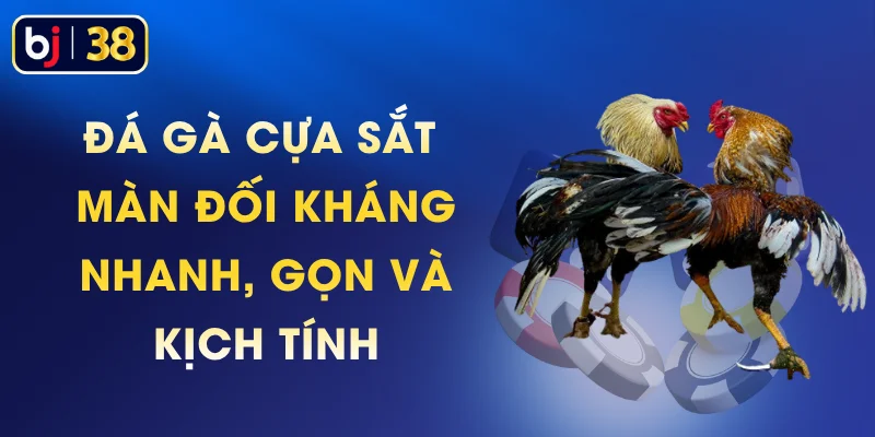 Đá Gà Cựa Sắt - Màn Đối Kháng Nhanh, Gọn Và Kịch Tính