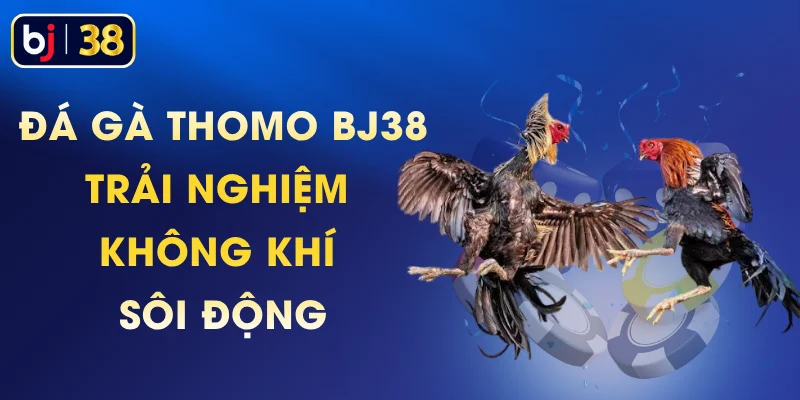 Đá Gà Thomo BJ38 - Trải Nghiệm Không Khí Sôi Động