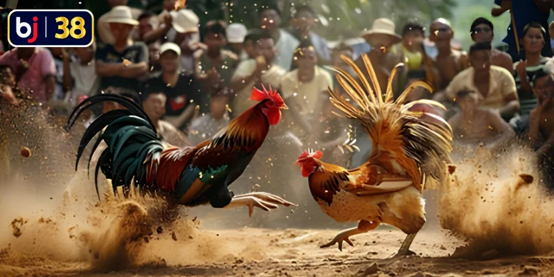Tìm hiểu quy định cược đá gà Thomo tại BJ38